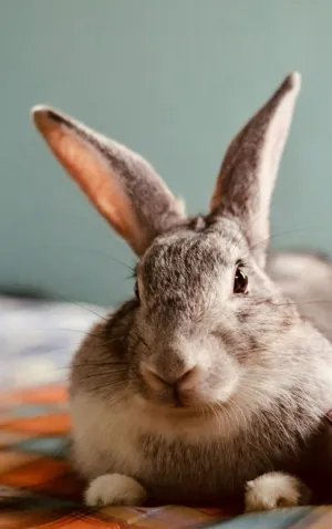 Gray Rabbit
