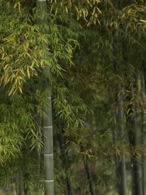 Bamboo Forest