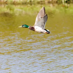 Flying Mallard Duck