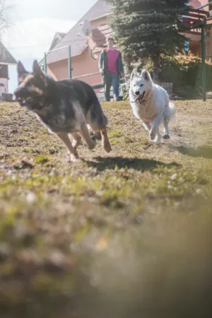 Dogs Running In A Yard