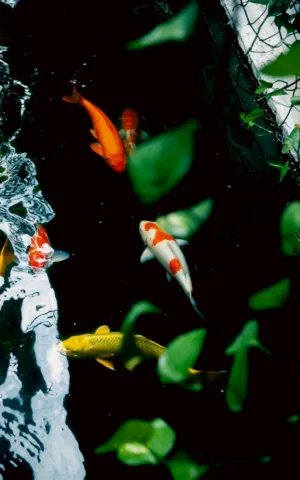Koi Pond