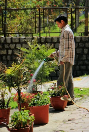 Man Watering Plants