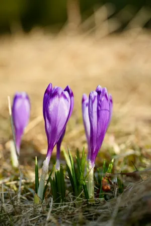 Purple Crocuses In Spring