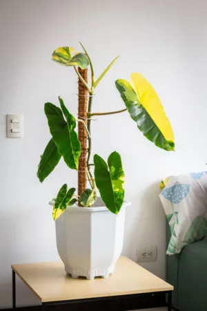 Indoor Plant