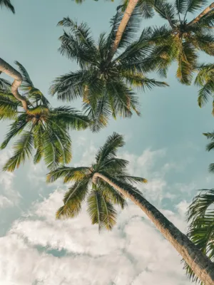 Palm Trees Against The Sky