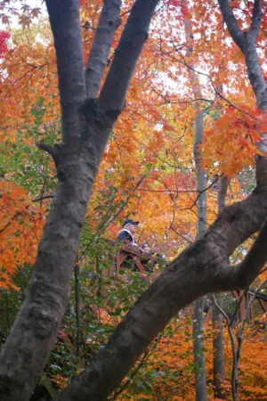 Autumnal Forest