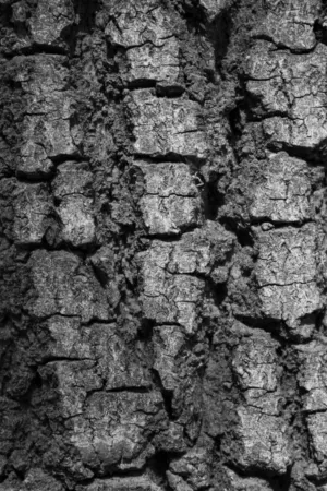 Tree Bark Texture