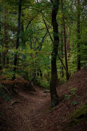 Forest Path