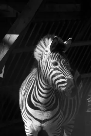 Zebra Portrait