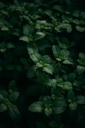 Mint Leaves