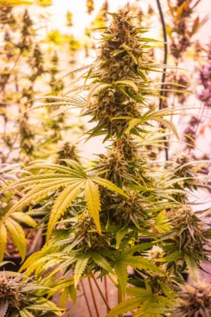Cannabis Plant