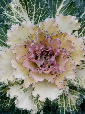 Decorative Kale