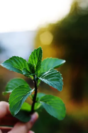 Fresh Mint
