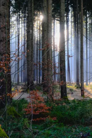 Sunlit Forest