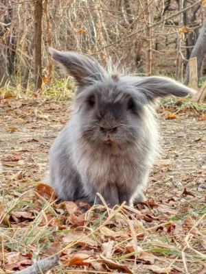 Grey Rabbit In The Woods