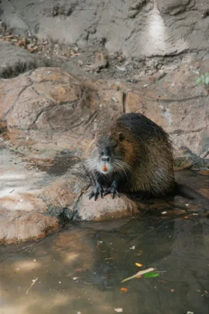 Coypu By The Water