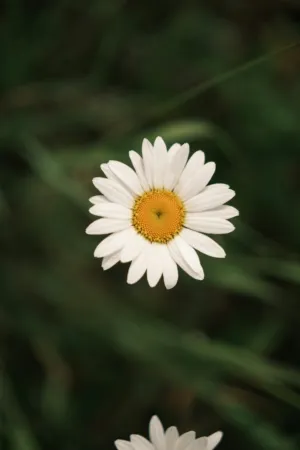 White Daisy