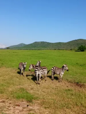 Zebras In The Savannah