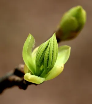 Spring Bud