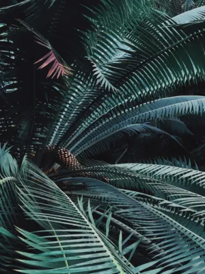 Tropical Leaves