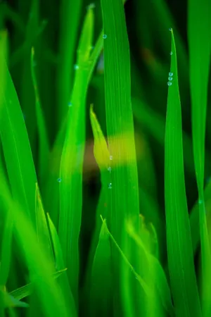 Green Grass With Dew
