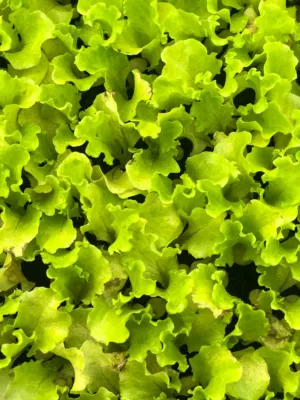 Lettuce Leaves