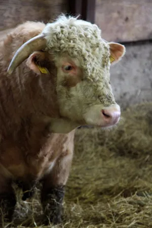 Bull In A Barn