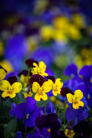 Colorful Pansies
