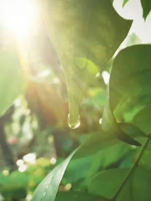 Sunlit Leaf With Dew Drop