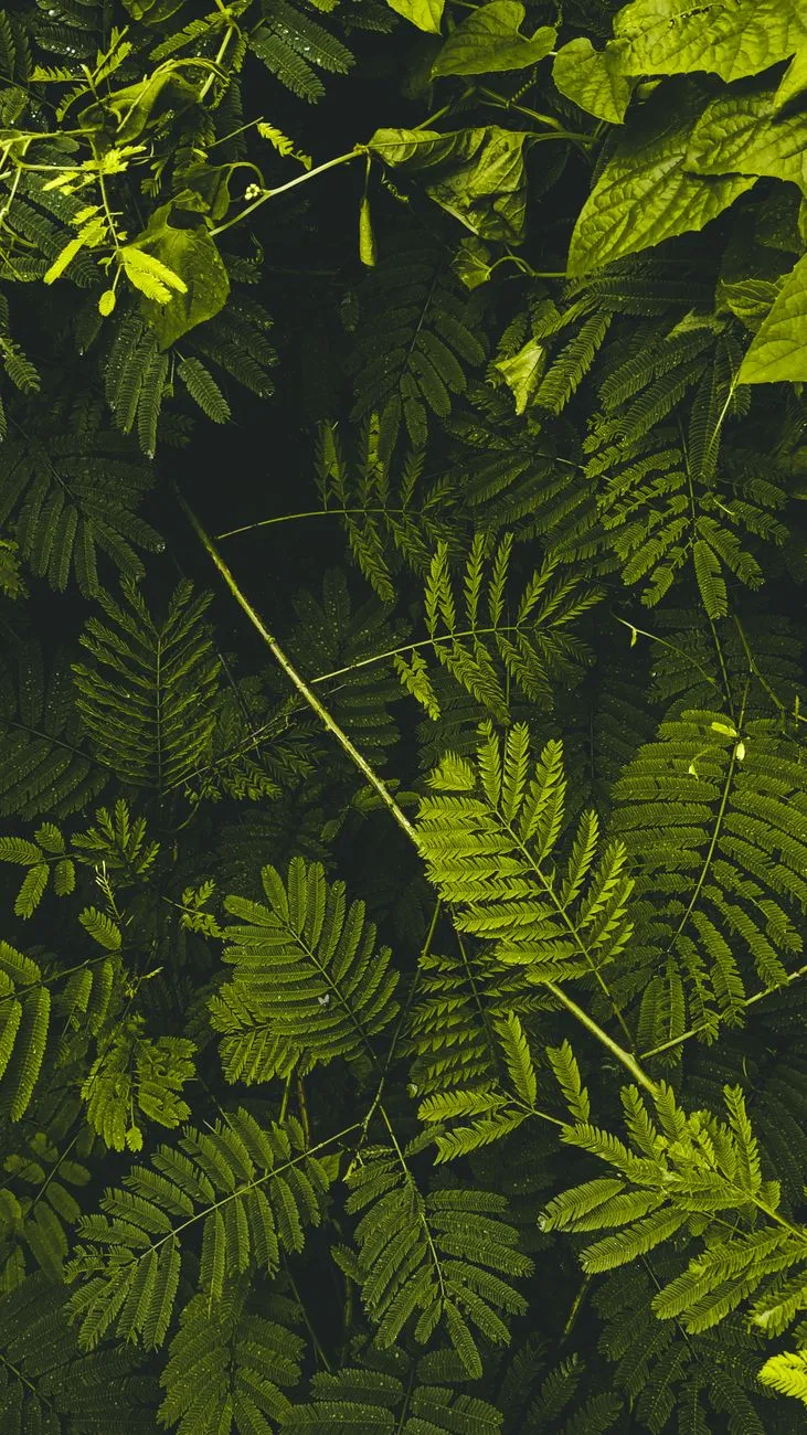 Green Ferns
