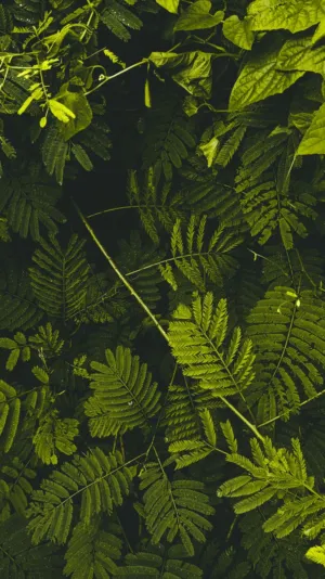 Green Ferns