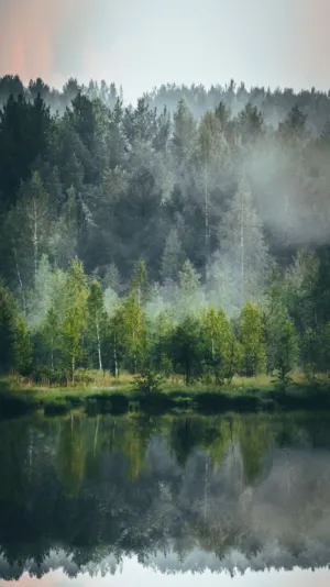Forest Reflection