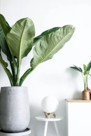 Modern Indoor Plant Decor