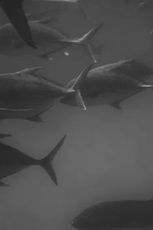 Underwater Fish
