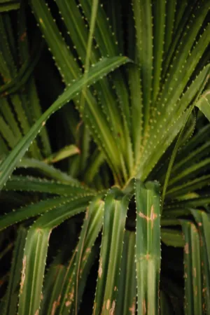 Green Plant