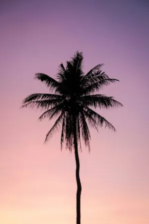 Palm Tree Silhouette At Sunset