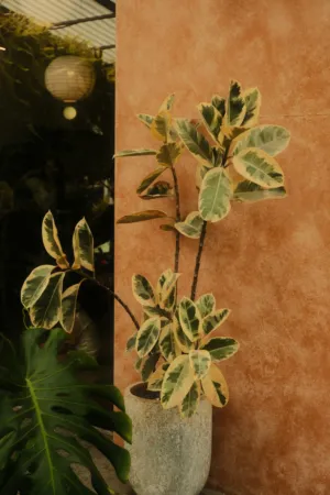 Indoor Plant
