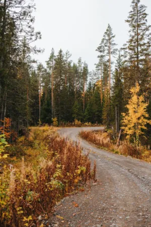 Autumn Forest Road