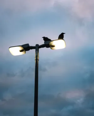 Crows On A Streetlight