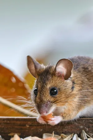Adorable Mouse