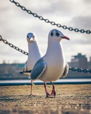 Seagulls On The Pier
