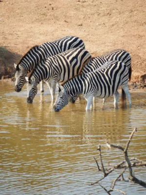 Zebras Drinking Water