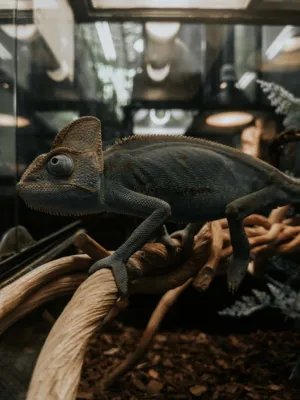 Chameleon In Terrarium