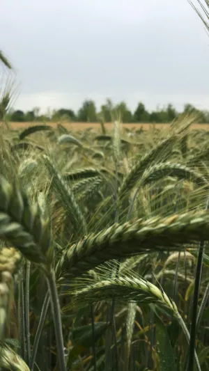 Green Wheat Field