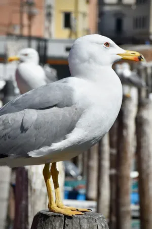 Seagull Portrait