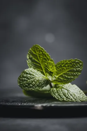Fresh Mint Leaves