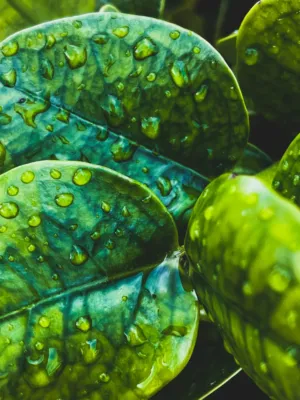 Rainy Day Greens