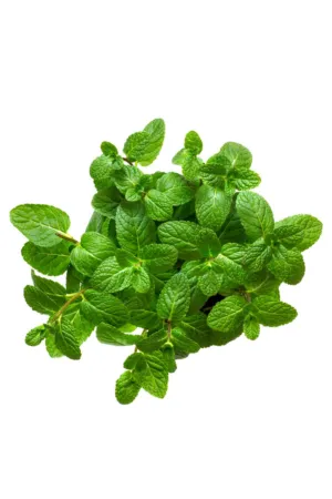 Fresh Mint Leaves