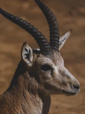 Blackbuck Antelope