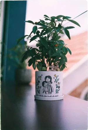 Indoor Plant In Decorative Pot